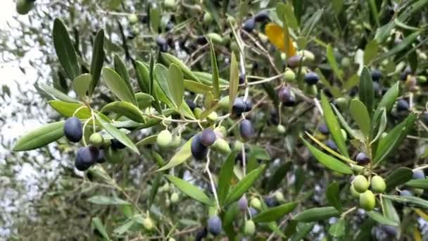 Włoskie drzewa oliwne poruszające się na wietrze, produkcja oliwy z oliwek z pierwszego tłoczenia, prawdziwe bio oliwki zbierające 4k — Wideo stockowe