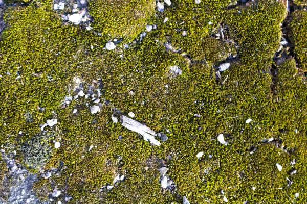 Zielony Mech Betonowej Ścianie — Zdjęcie stockowe