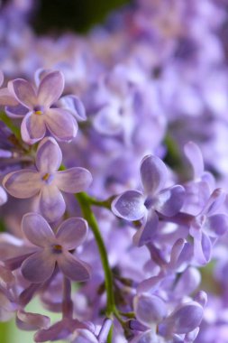menekşe bahar buketi, güzel menekşe çiçekleri, küçük yaprakları