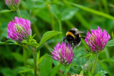 Bumblebee glade nektar içme