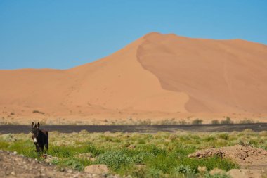 büyük kumul önünde bir eşek