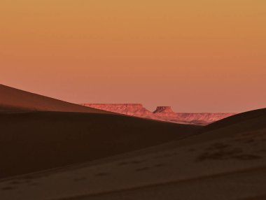 Kum ulağı, Sahra Çölü, argelia manzaralı.