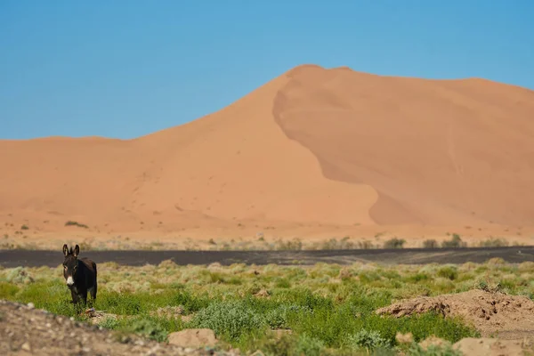Un burro frente a la gran duna — Foto de Stock