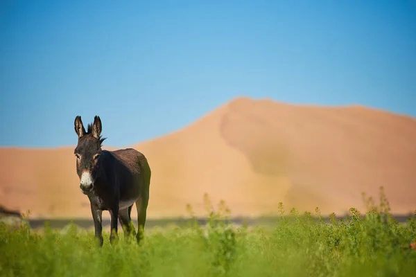 Un asino davanti alla grande duna — Foto Stock