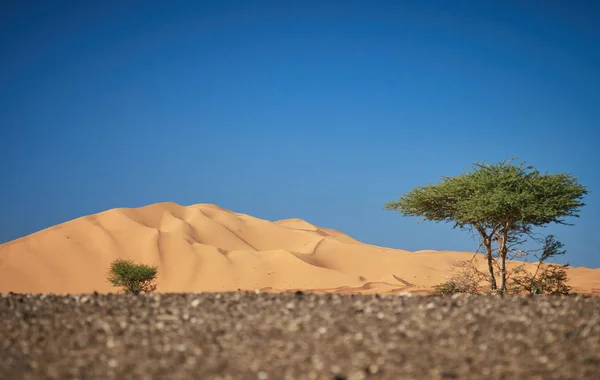 Merzouga büyük kumul, çöllerin tipik ağaç ile — Stok fotoğraf