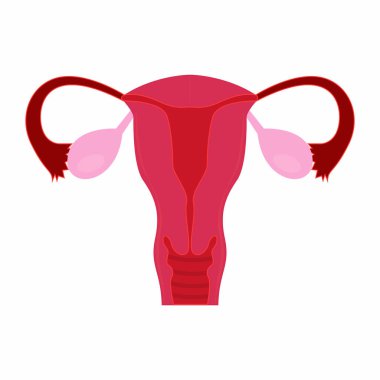 Soyut insan fallop tüpü