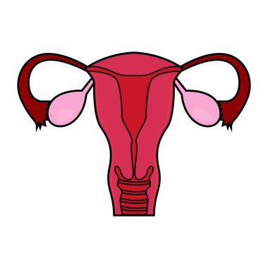 Soyut insan fallop tüpü