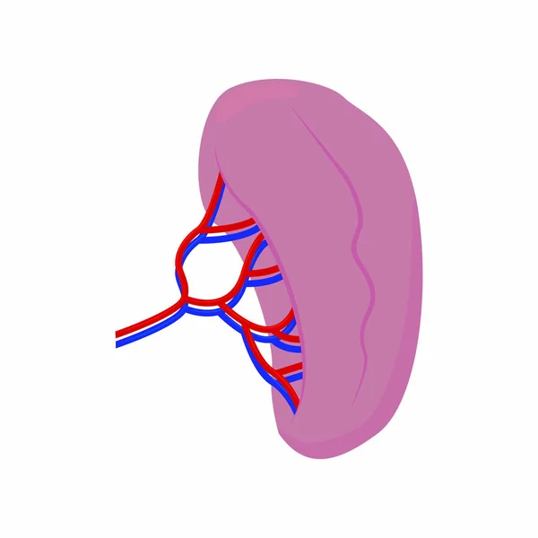 抽象的な人間の腎臓 — ストックベクタ