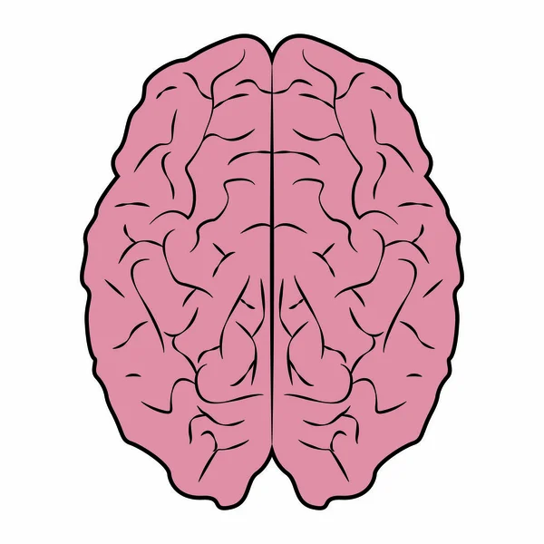 Streszczenie ludzkiego mózgu — Wektor stockowy
