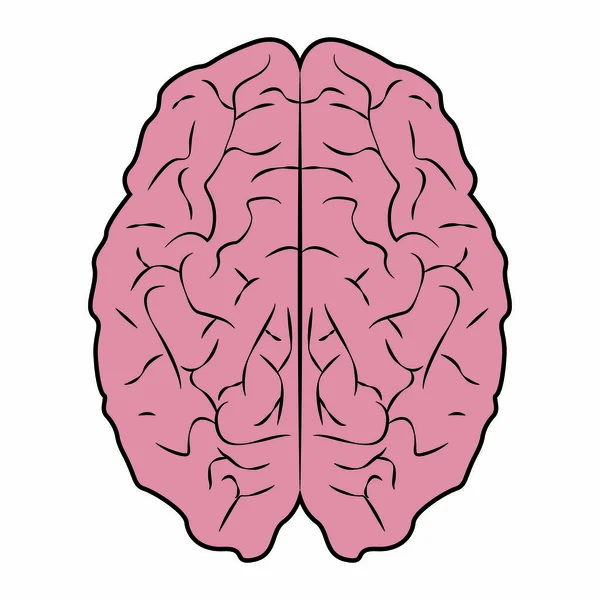 Cerebro humano abstracto — Vector de stock