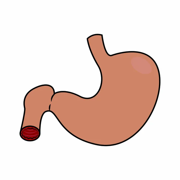 Abrégé estomac humain — Image vectorielle