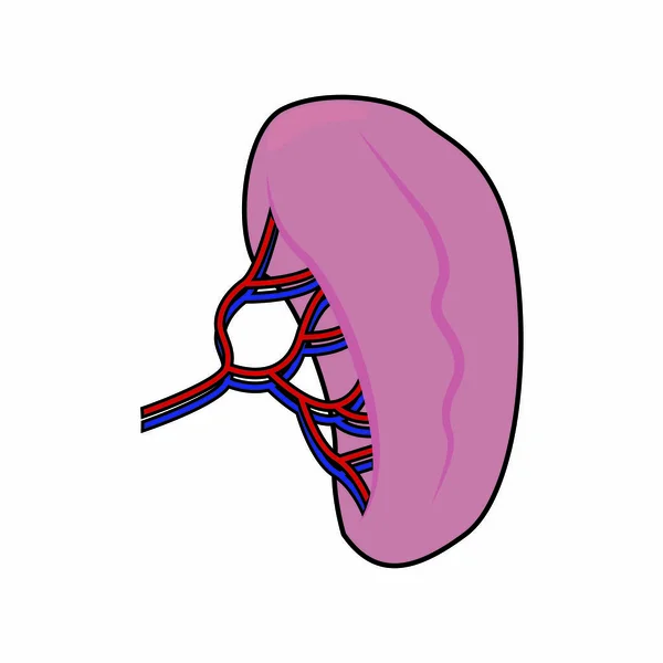 Αφηρημένη ανθρώπινο νεφρό — Διανυσματικό Αρχείο