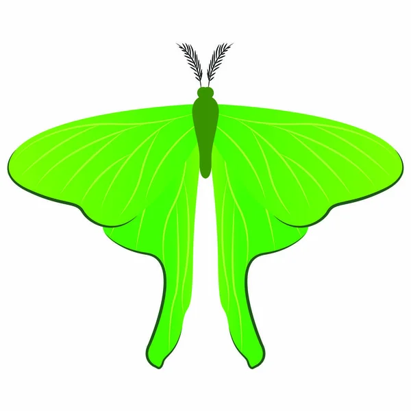 Abstraer mariposa linda — Vector de stock