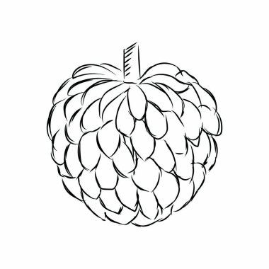 Delucious meyve çizim