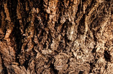 Yaz günü kahverengi kabuğu, doku, fotoğraf