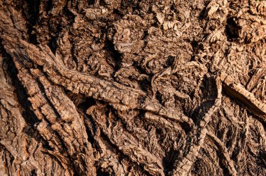 Yaz günü kahverengi kabuğu, doku, fotoğraf