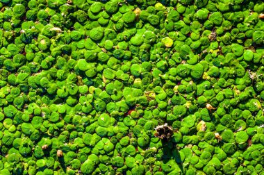 Duckweed bataklık, yaz günü fotoğraf