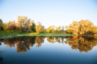 Sabah erken yaz göl ayna ve ağaçlar,