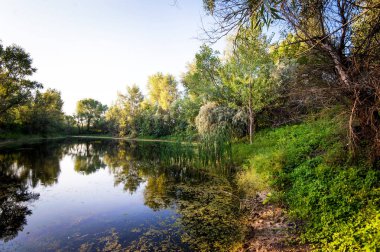 Sabah erken yaz göl ayna ve ağaçlar,