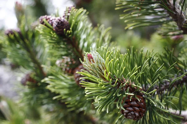 iğne ler ve koniler makro fotoğraf