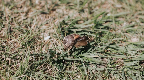 Маленькая улитка сидит на куче зеленой травы — стоковое фото