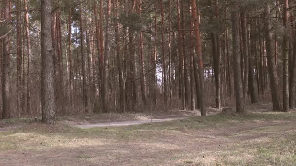 Lastwagen fährt Auto auf schmalem Waldweg entgegen — Stockvideo