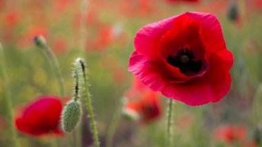 Kırmızı gelincik çiçeğini ön planda, bulanık çayır arka planında kapat. Yaz çiçekli çiçek tasarımı. Anma Günü, Anzak Günü, Birinci Dünya Savaşı 'nın hafıza sembolü.