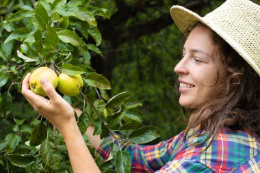 Hasır şapkalı ve kareli gömlekli mutlu genç bir kadın meyve bahçesinden yeşil organik elma topluyor, ailesinin meyvelerini toplayarak eğleniyor. Çiftçilik ve bahçecilik kavramı