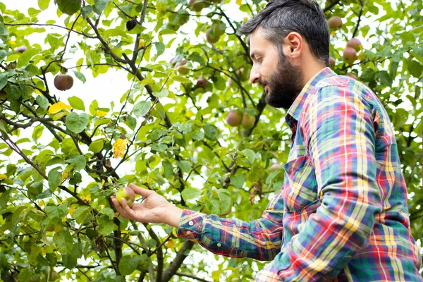 Genç çiftçi meyve bahçesinde organik elma topluyor, ailesinin olgun meyvelerini toplayarak eğleniyor, kareli kırmızı tişört giyiyor. Yeni mevsimlik çiftlik meyvesi hasadı. Boşluğu kopyala