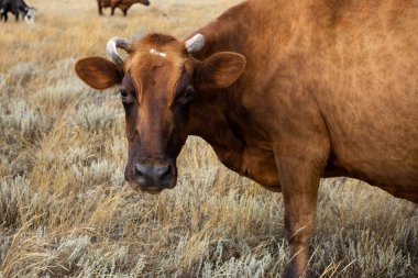 Boynuzlu şirin süt ineği kameraya bakıyor, yaz günü sarı bozkır çayırlarında otlayan inek sürüsünün arka planında duruyor. Çiftçilik ve hayvancılık kavramı. Yan görünüm. 