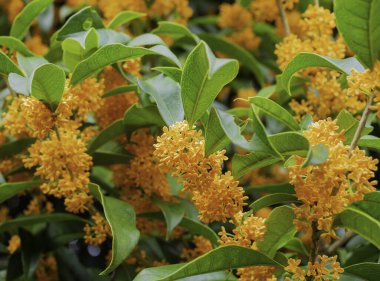 Tatlı Osmanthus Osmanthus 'un sarı çiçeğinin bulanık fotoğrafı var. aurantiacus - Japonya 'daki bahçede çiçek açıyor..
