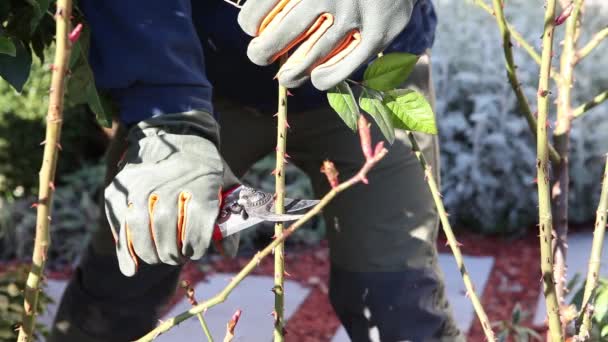 近距离观察人与花园修剪器切割玫瑰树枝 — 图库视频影像