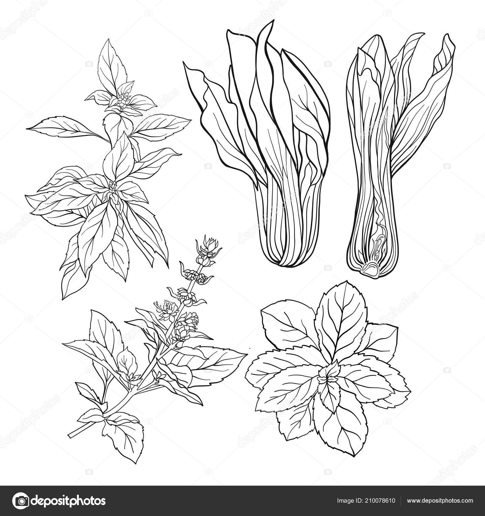 Set of outline images of a thai basil and mint. Stock Vector by