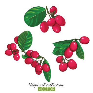 Beyaz izole tropikal bitki koleksiyonu vektör çizim 