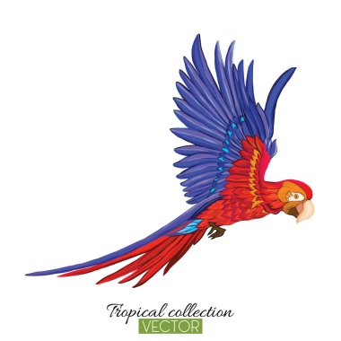 Parrot. Colorful vector illustration without transparent and gra clipart