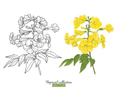 Beyaz izole tropikal bitki koleksiyonu vektör çizim 