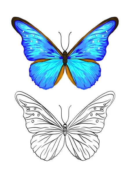 Ensemble d'images couleur et contour d'un papillon . — Image vectorielle