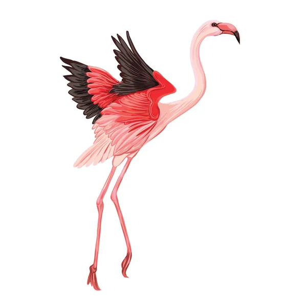 Flamingo. Kleurrijke vectorillustratie zonder transparante en gradiënten. — Stockvector