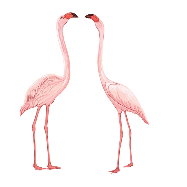Flamingo. Kleurrijke vectorillustratie zonder transparante en gradiënten. — Stockvector