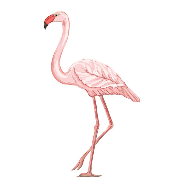 Flamingo. Kleurrijke vectorillustratie zonder transparante en gradiënten. — Stockvector