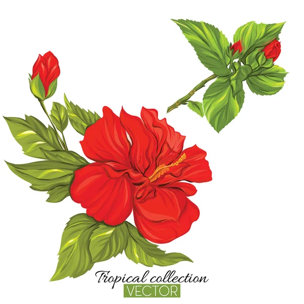 Beautiful hand drawn botanical vector illustration with hibiscus — Stock Vector