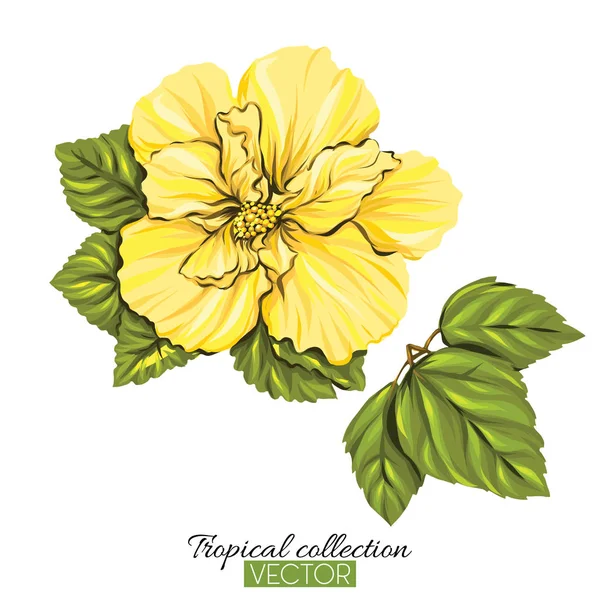 Beautiful hand drawn botanical vector illustration with hibiscus — Stock Vector