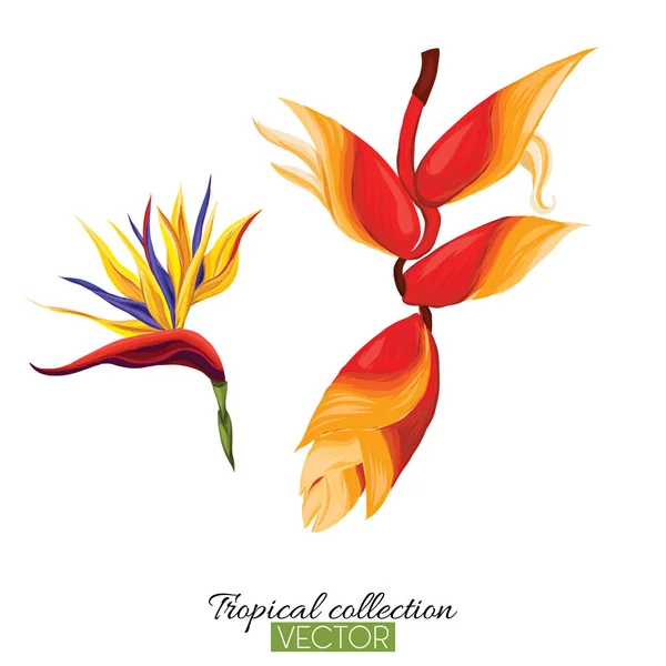 Beautiful hand drawn botanical vector illustration with strelitzia flower. — Stock Vector