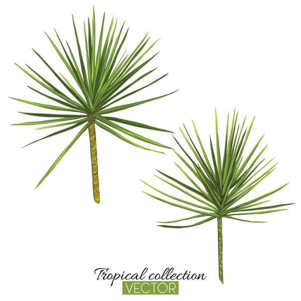 Gyönyörű, kézzel rajzolt botanikai vektoros illusztráció palm. — Stock Vector