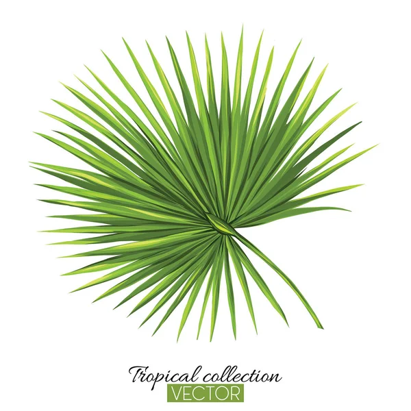 Gyönyörű, kézzel rajzolt botanikai vektoros illusztráció palm. — Stock Vector