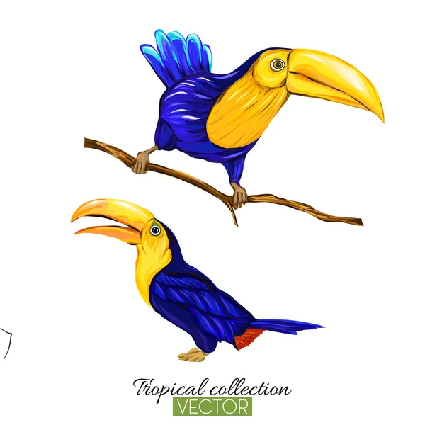 Toekan. Kleurrijke vectorillustratie zonder transparante en gra — Stockvector