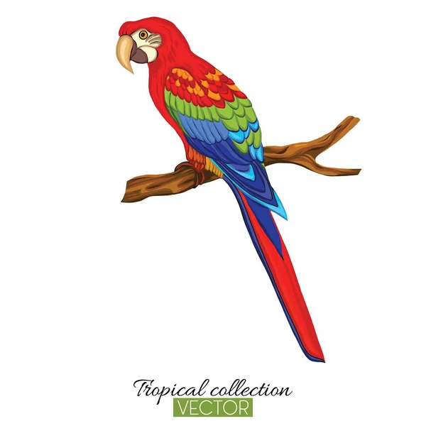 Parrot. Colorful vector illustration without transparent and gra — Stock Vector