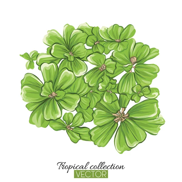 Ilustración vectorial de colección de plantas tropicales aisladas en blanco — Vector de stock