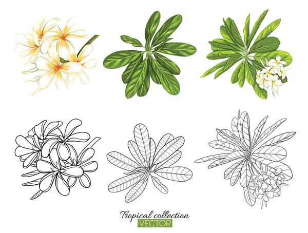 热带植物收集向量例证在白色被隔绝 — 图库矢量图片