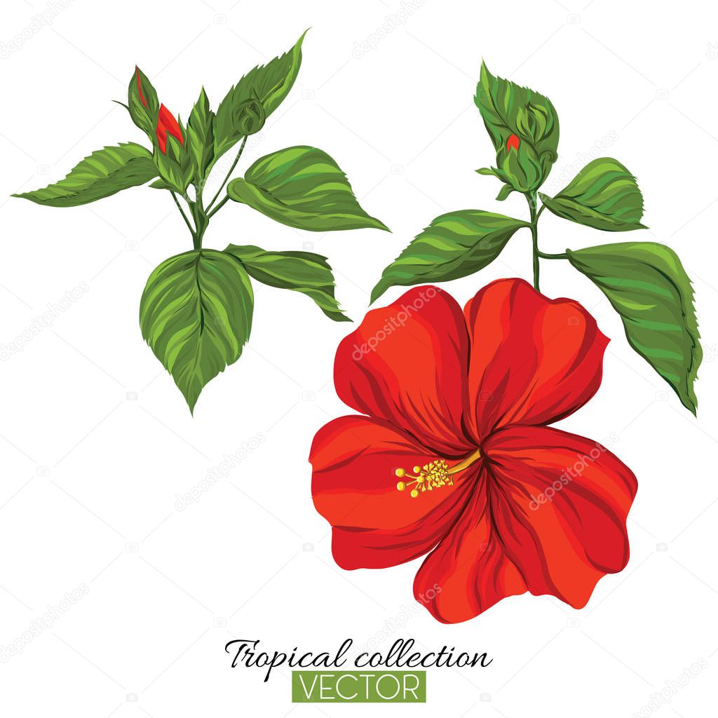 Beautiful hand drawn botanical vector illustration with hibiscus